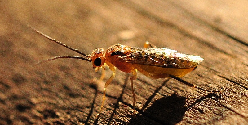 Drosophilidae? no, Tenthredinidae, Nematus tibialis